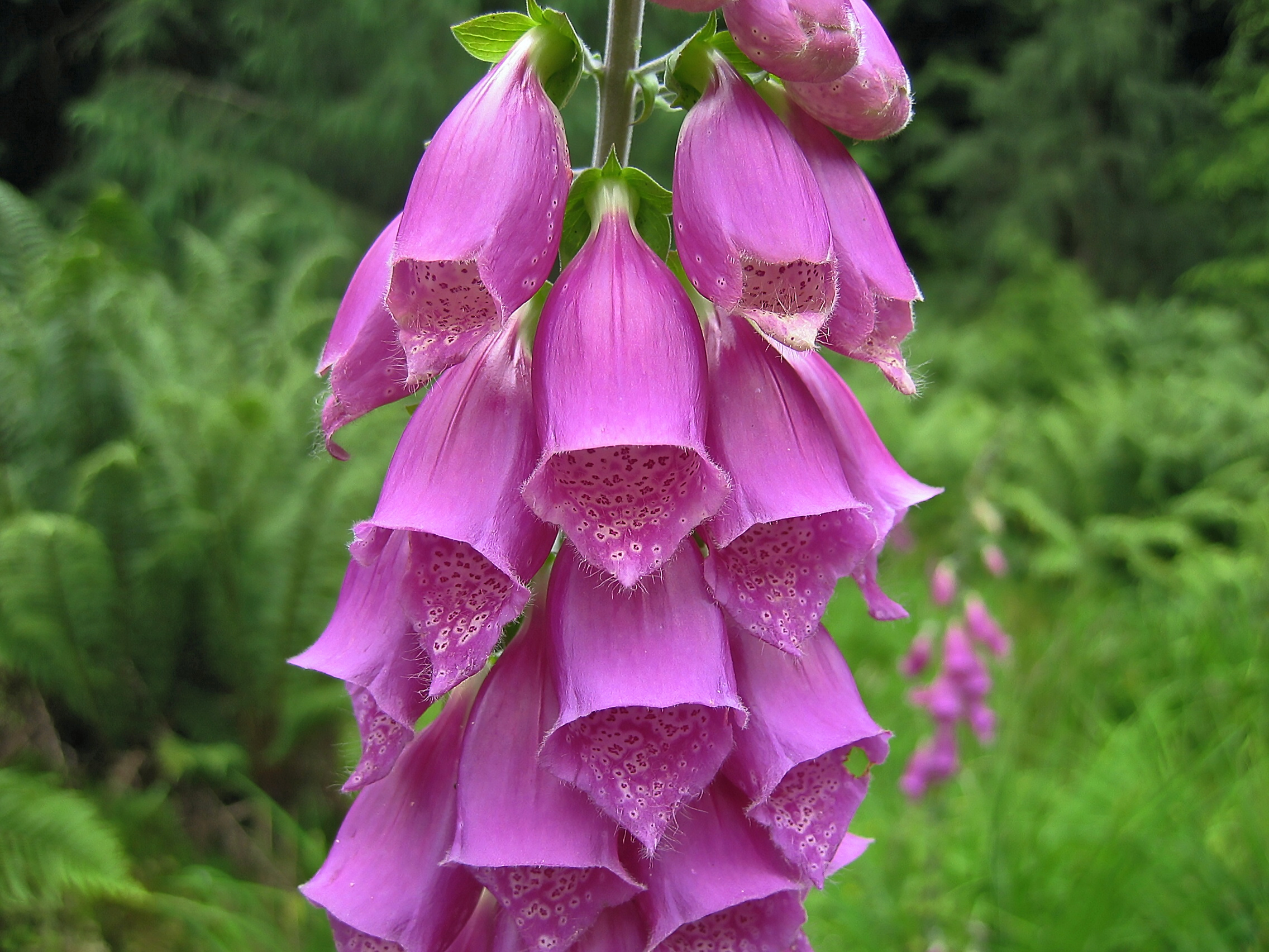 Purple foxglove spires rising through a leafy garden